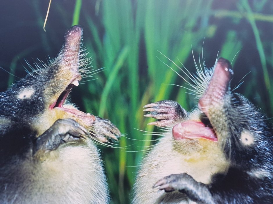 Выхухоль Болотная