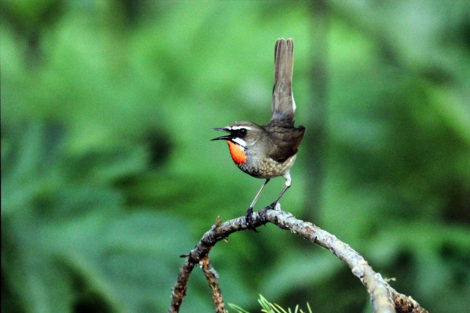 Красная книга Владимирской области птицы поганка красношейка