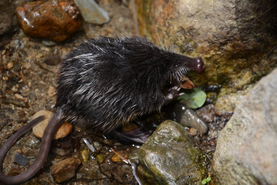 Черная выхухоль