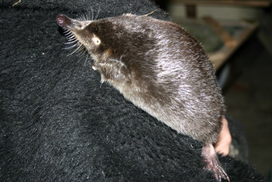 Насекомоядные млекопитающие выхухоль