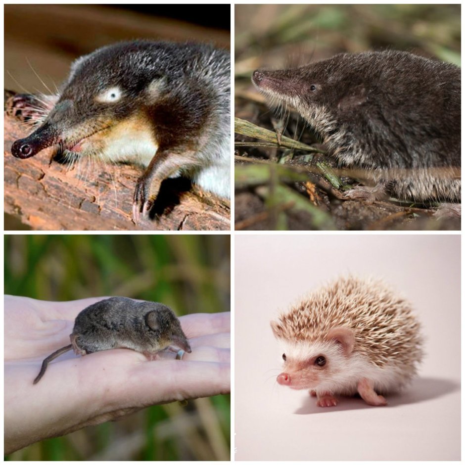 Выхухоль и кутора