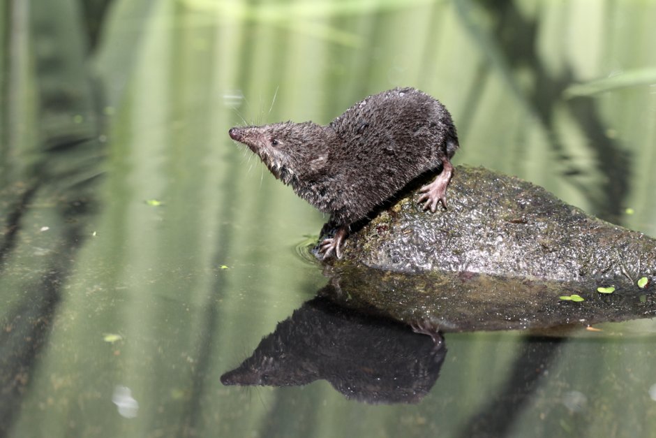 Землеройка кутора