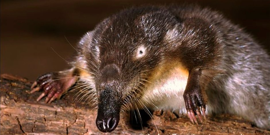 Выхухоль фото птицы