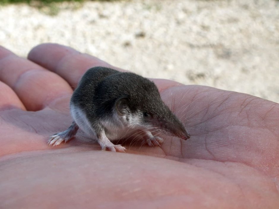 Землеройка бурозубка