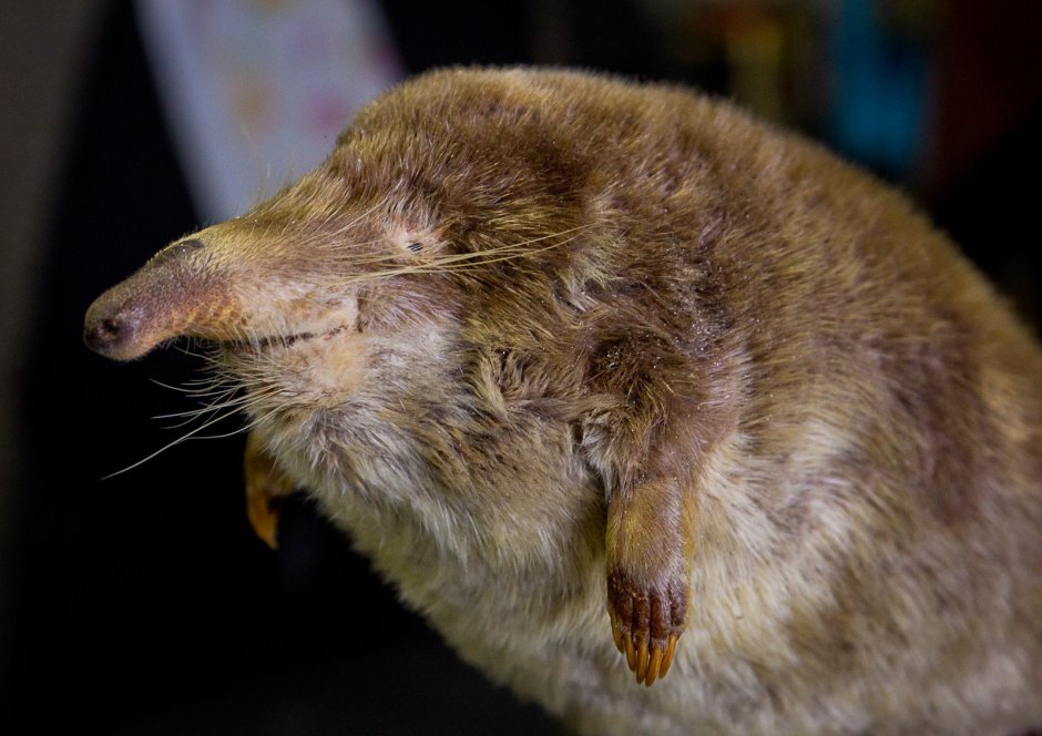 Выхухоль и выдра