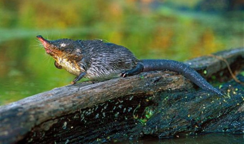 Русская выхухоль (Хохуля)