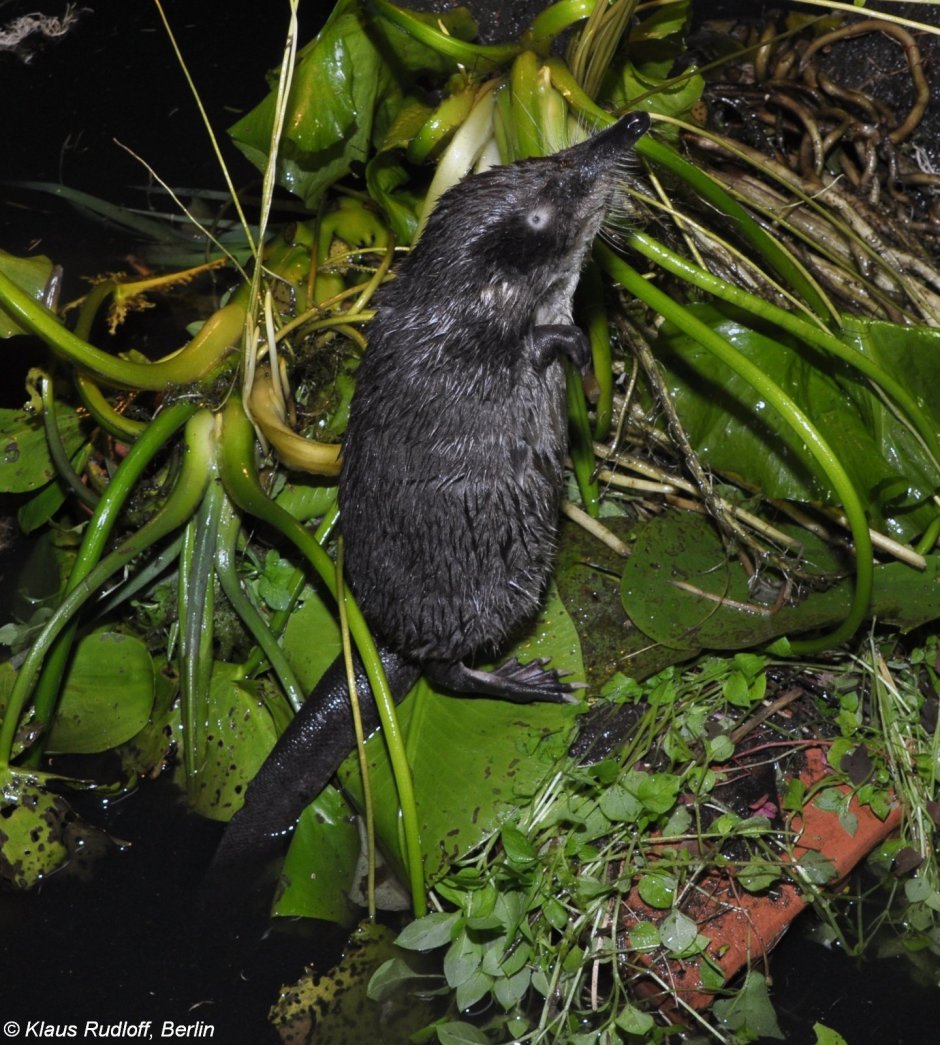 Пиренейская выхухоль