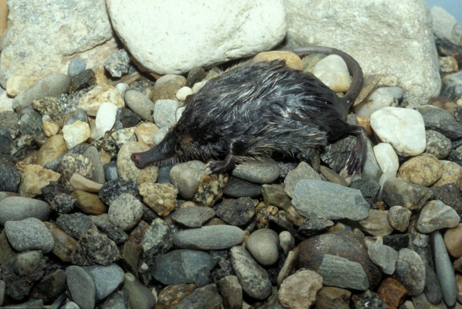 Птенец выхухоли