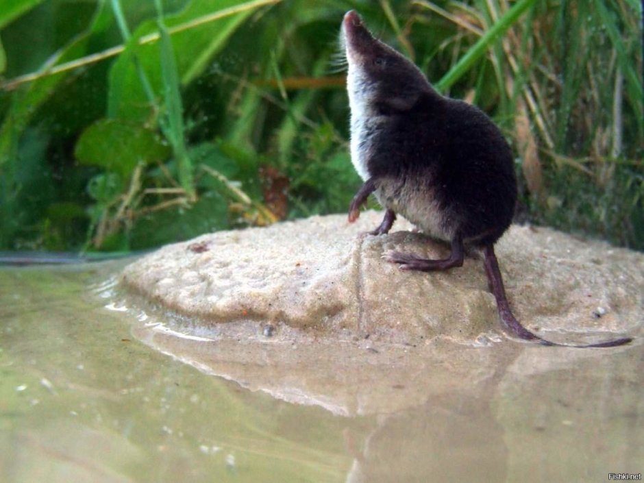 Обыкновенная кутора