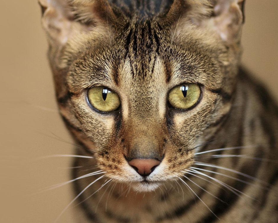 Серенгети кошка