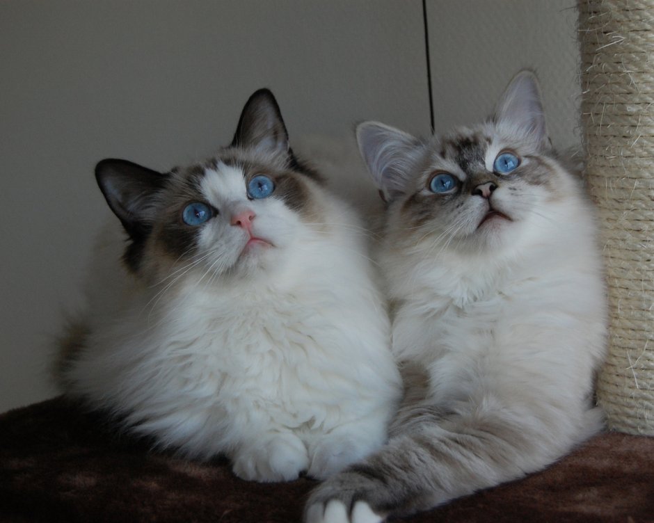 Кот Рэгдолл