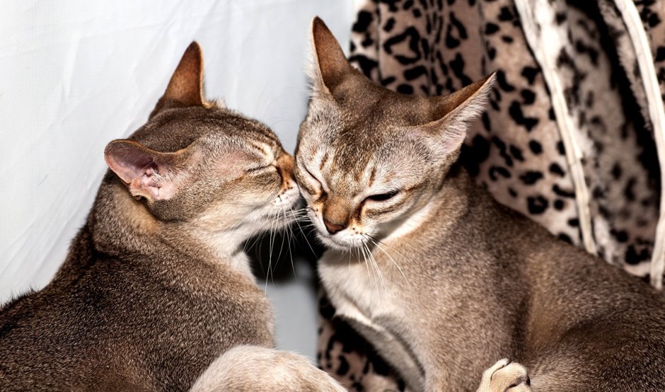 Сингапурская кошка котята