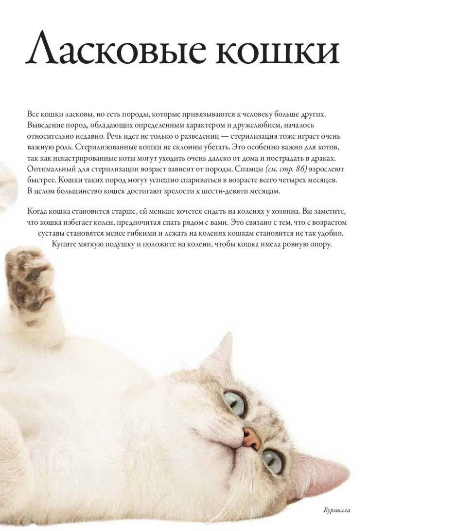 Ласковые кошки породы для квартиры