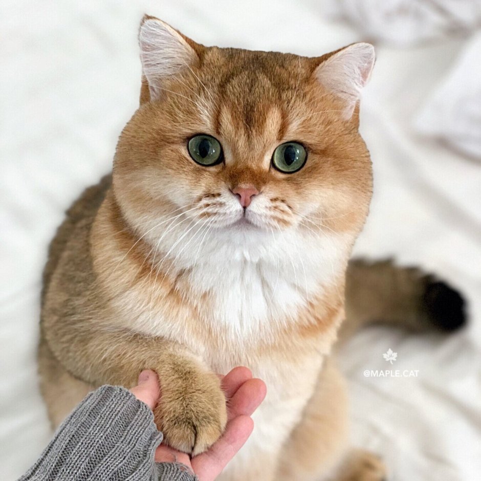 Манчкин Золотая шиншилла