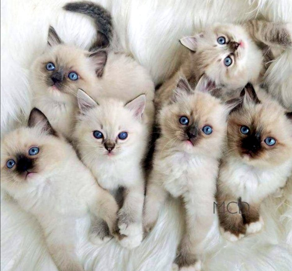 Сиамский кот Рэгдолл