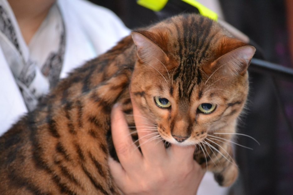 Порода Тайгер кот