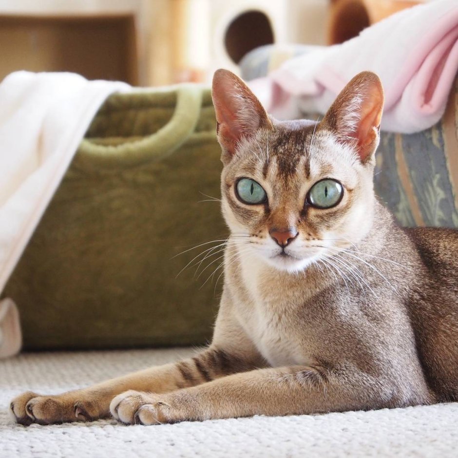 Порода кошек Сингапура