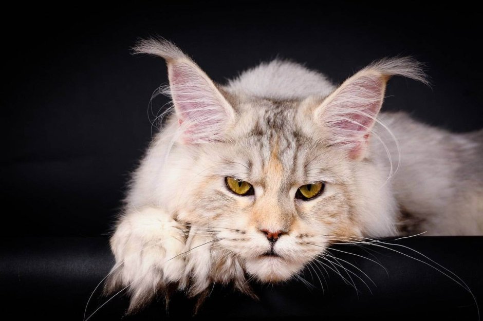 Королевский Мейн кун