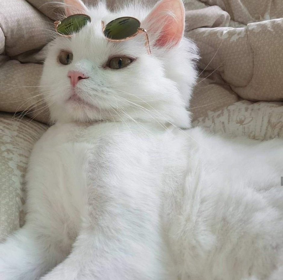 Эстетика кошек