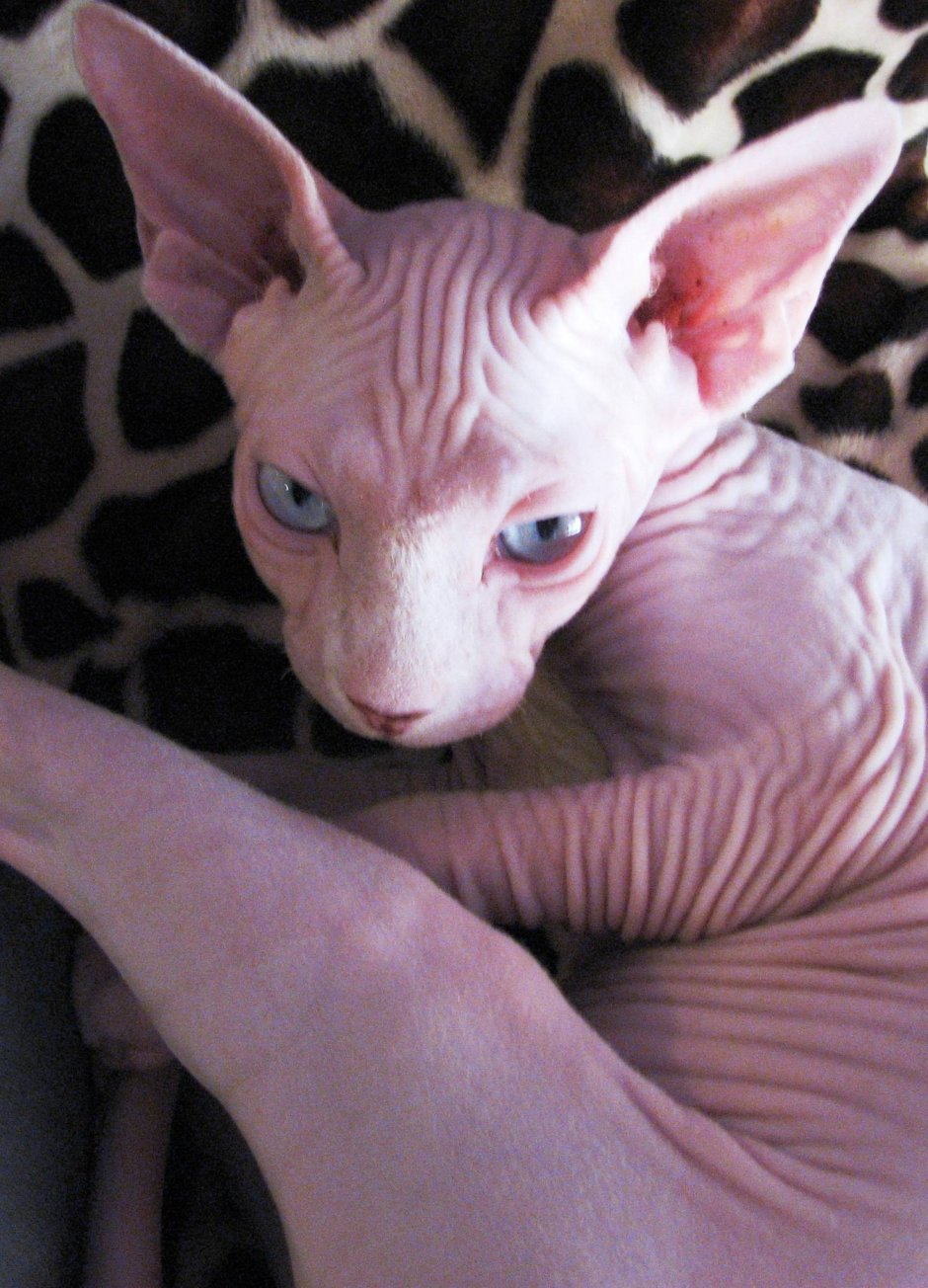 Накрашенный сфинкс