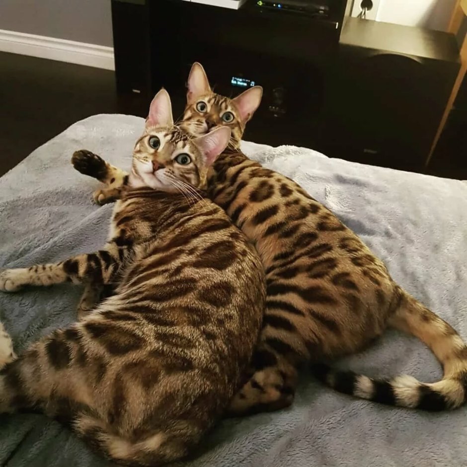 Бенгальская короткошерстная кошка