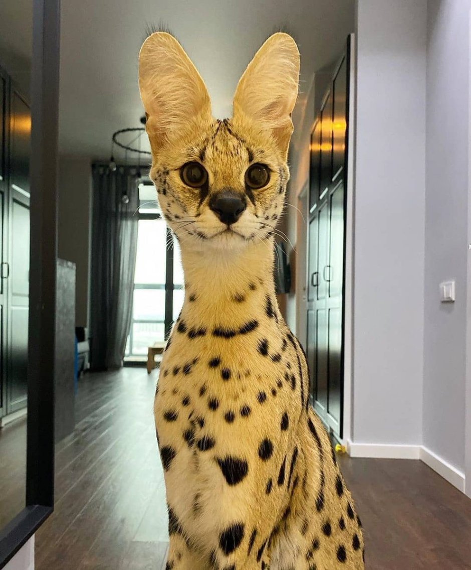 Кот породы сервал