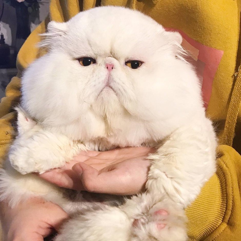 Кот с щеками