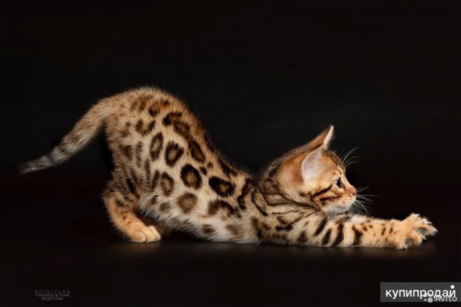 Бенгальская кошка котенок