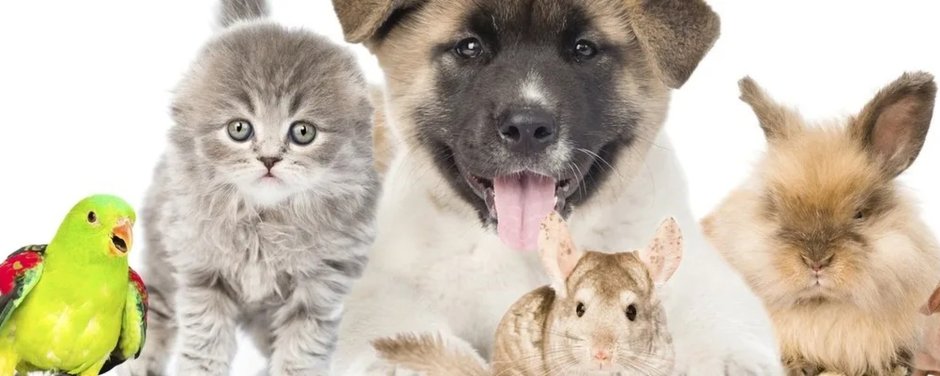 Кошки и собаки