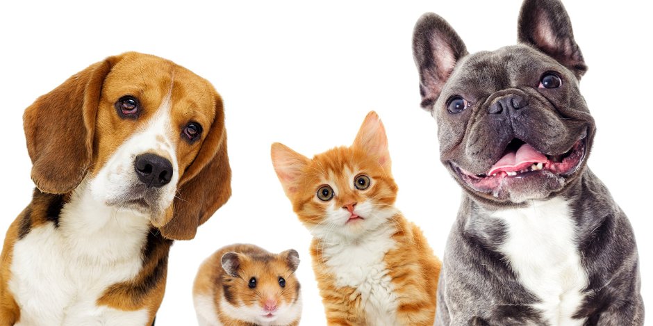 Собака кошка хомяк