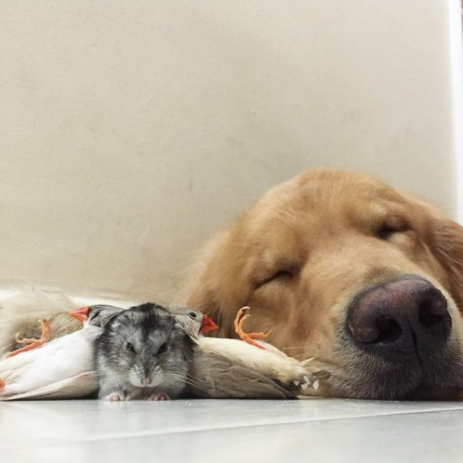 Хомяк и собака