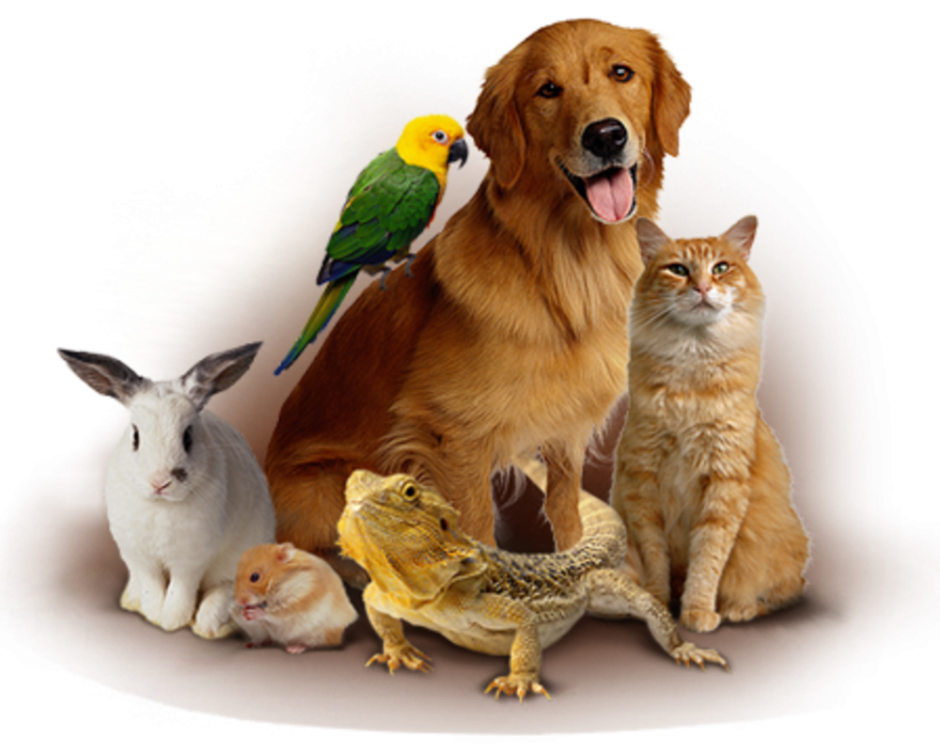 Домашние любимцы