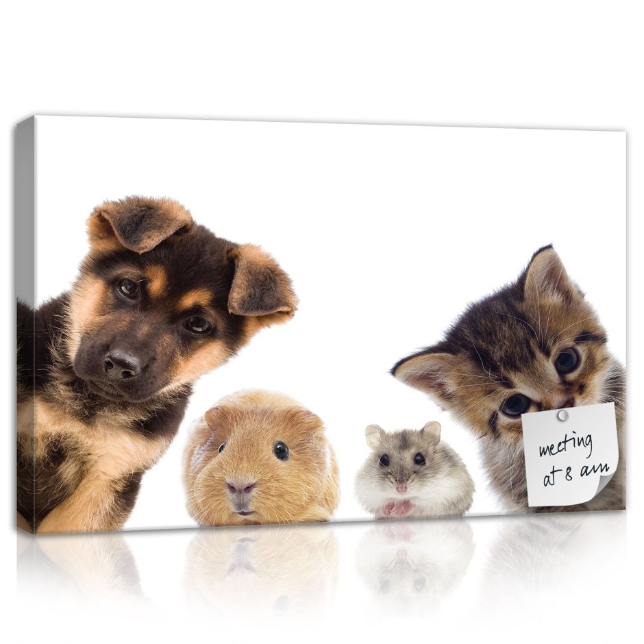 Хомячок с котиками собачкой