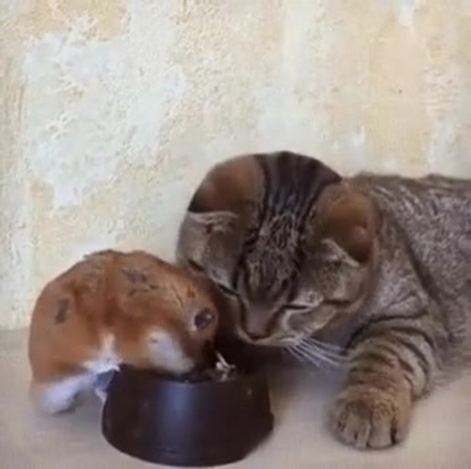 Кошка и хомяк