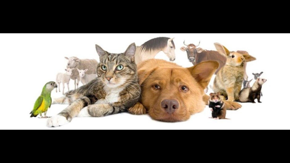 Животные баннер