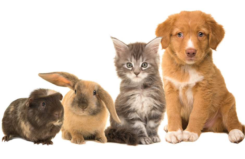 Кролик котенок щенок