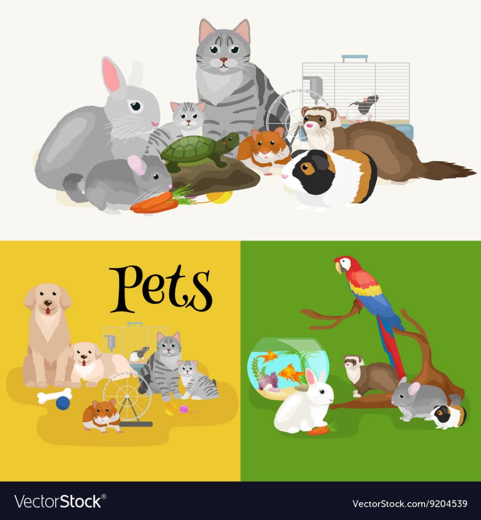 Котики попугайчики рыбки хомячки