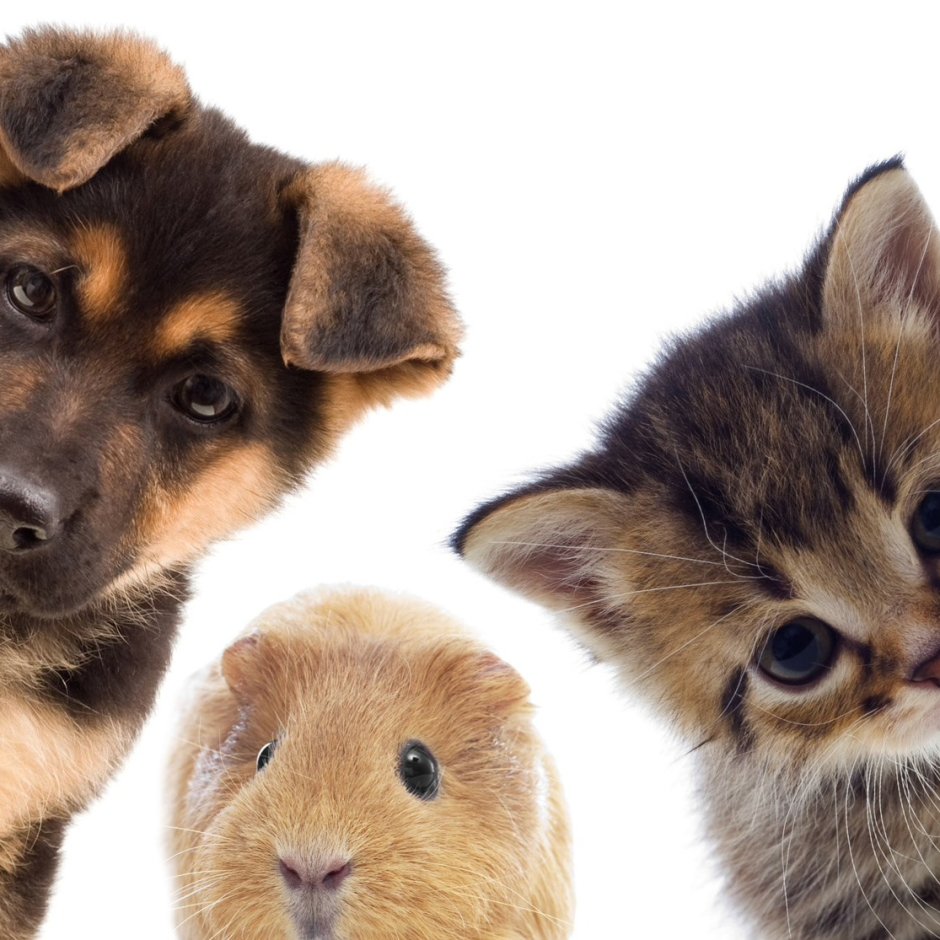 Хомячок с котиками собачкой