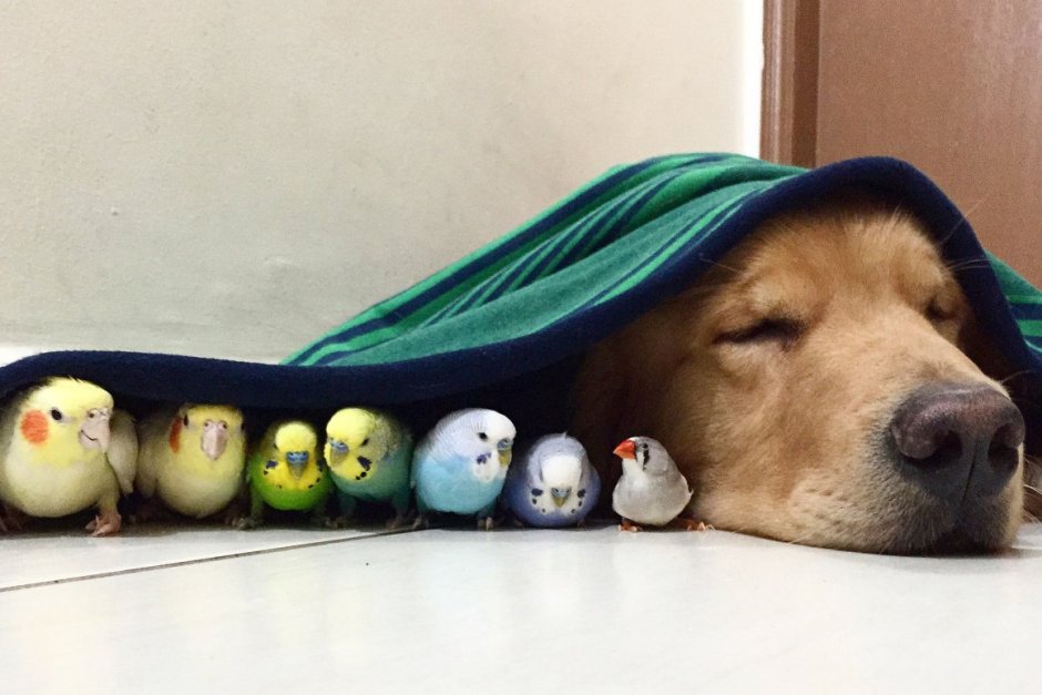 Приколы про хомяков и попугаев.