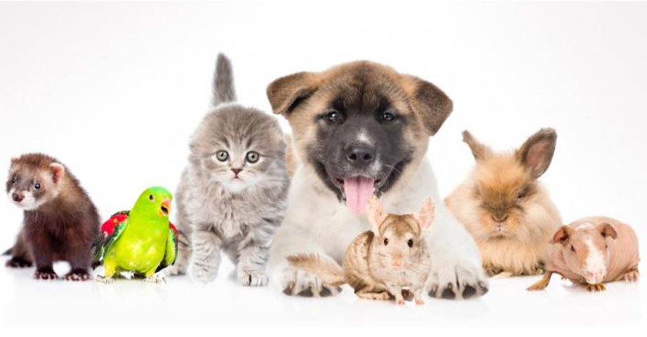 Домашние животные коллаж