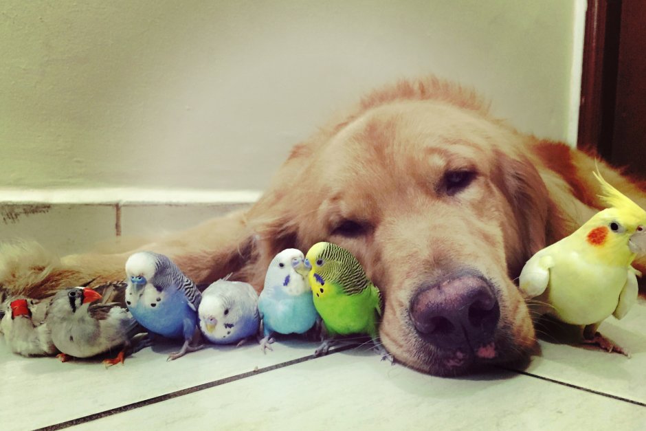 Собака и попугай