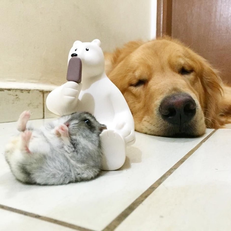 Собака и попугай