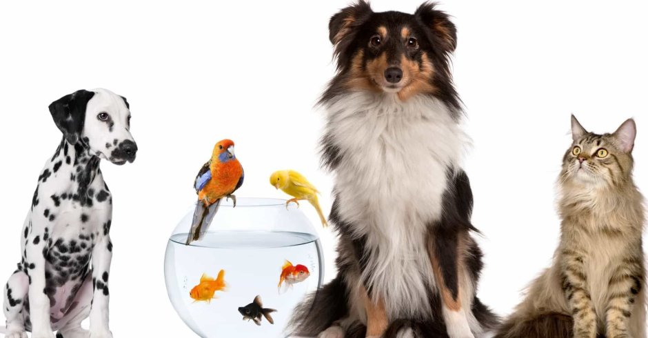 Смешные кошки собаки и хомяки