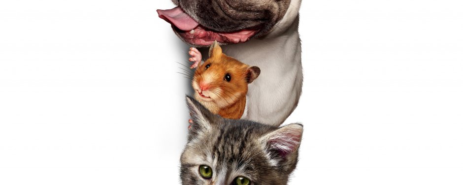 Собака кошка хомяк