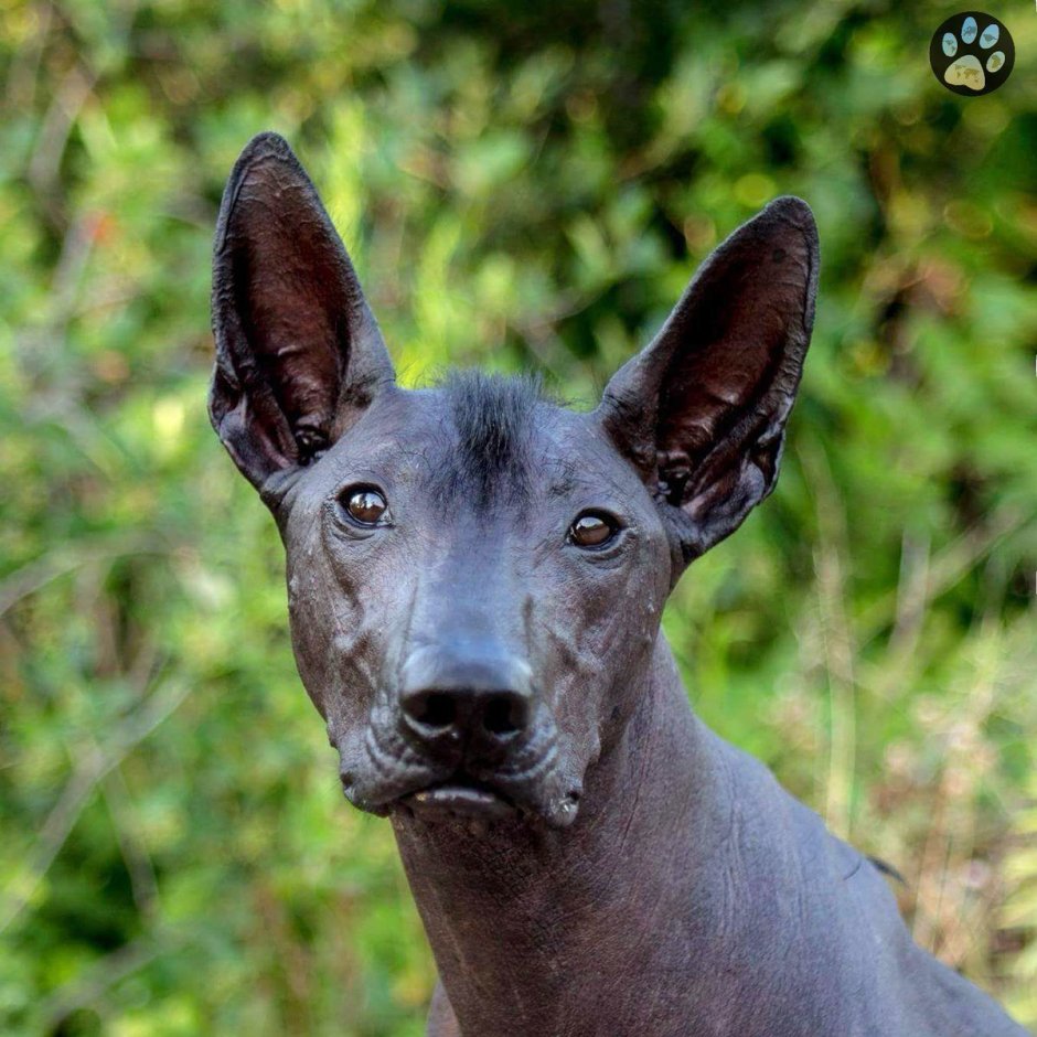 Ксолоитцкуинтли - ксоло