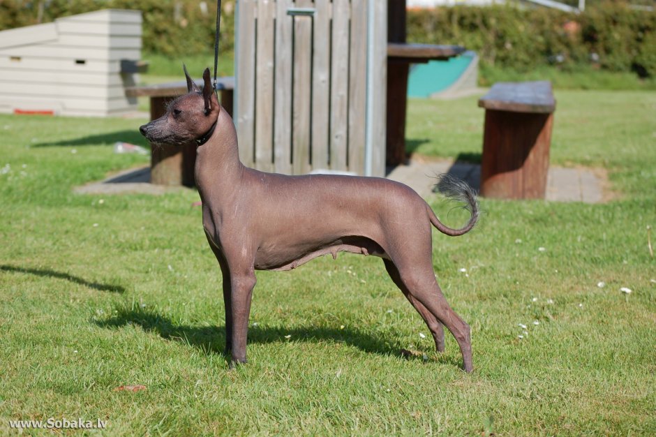 Питомник с далекой радуги