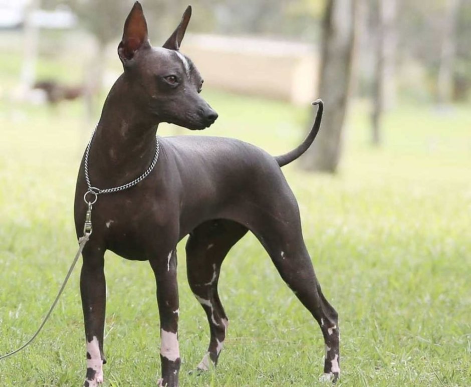 Собака Анубис ксолоитцкуинтли