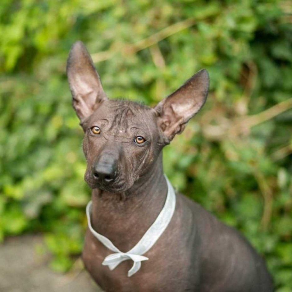 Ксолоитцкуинтли Анубис