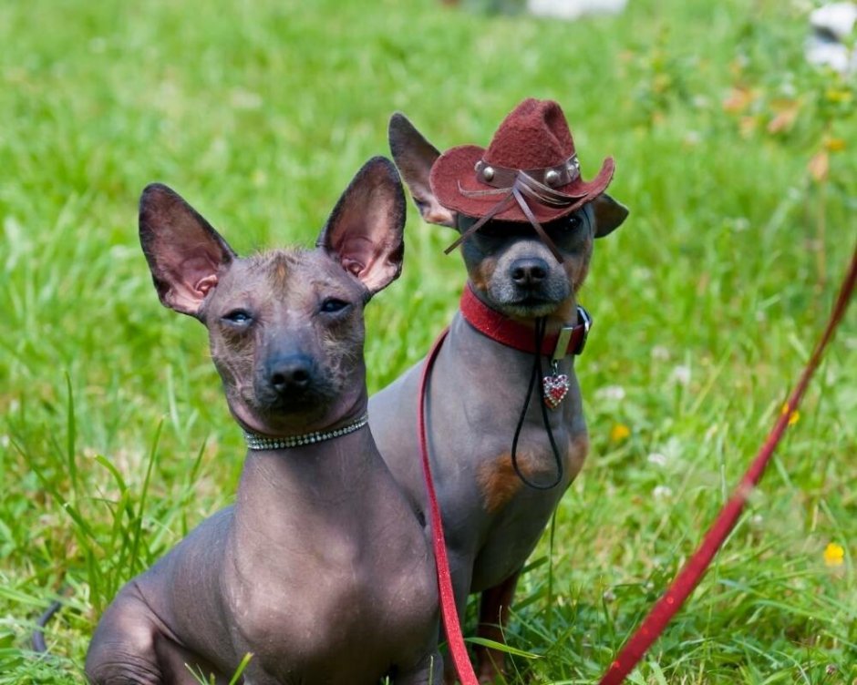 Мексиканская лысая собака рядом с человеком