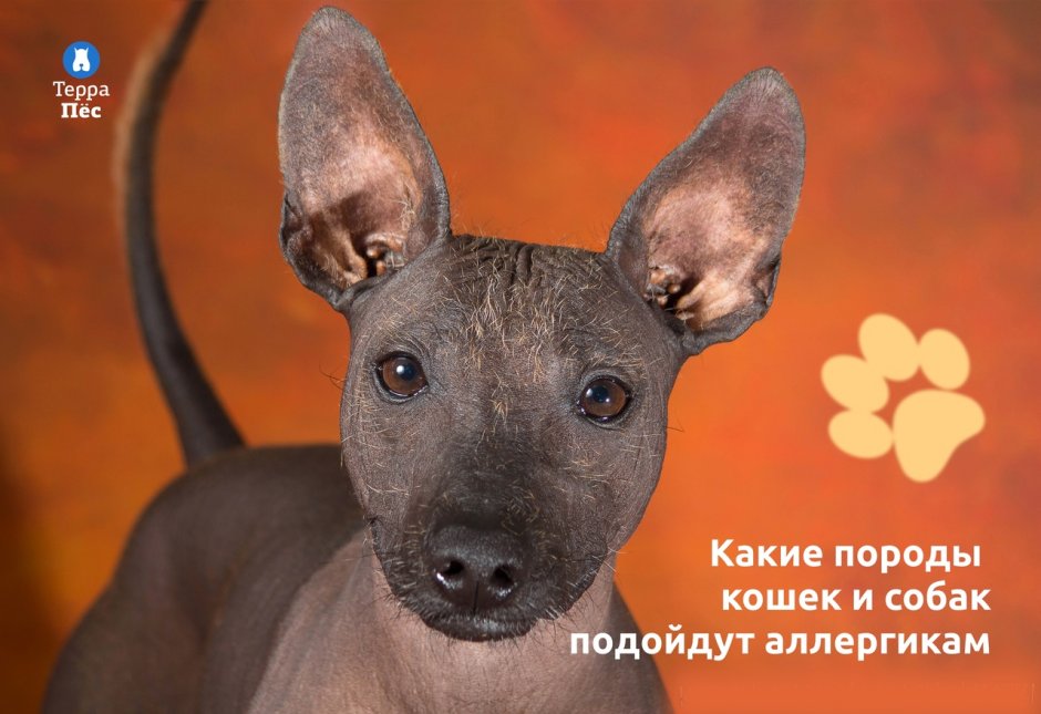 Мексиканский ксоло